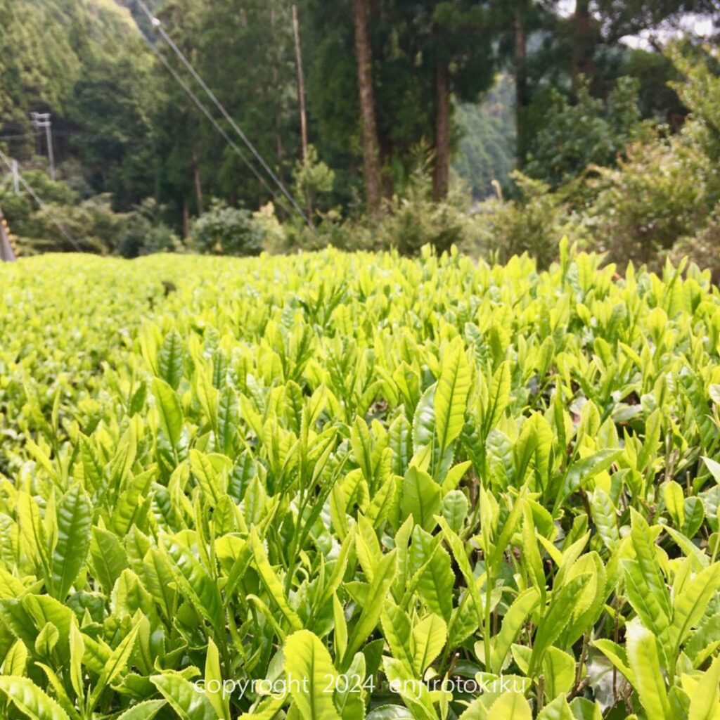 お茶新芽出揃う